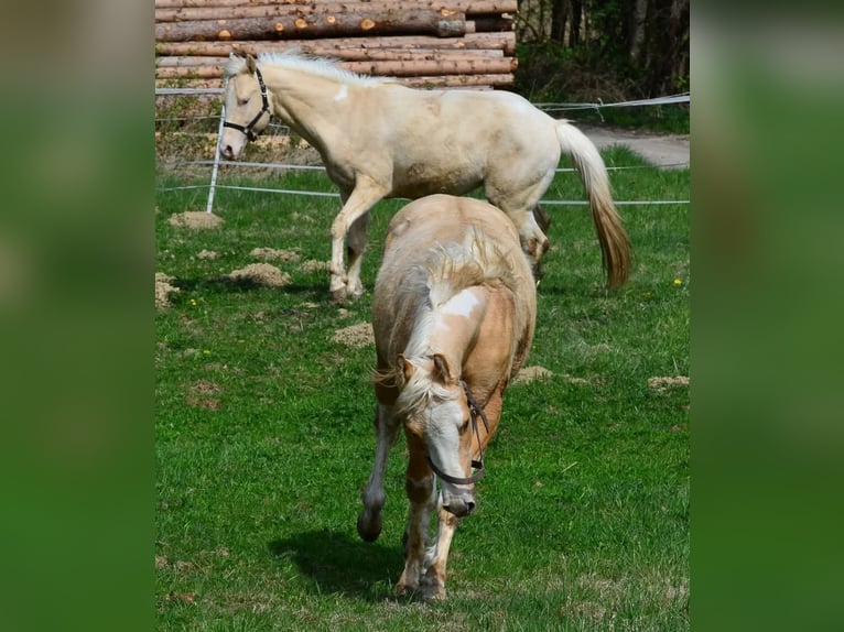 Paint Horse Stallion 2 years 15,1 hh Pinto in Buchbach