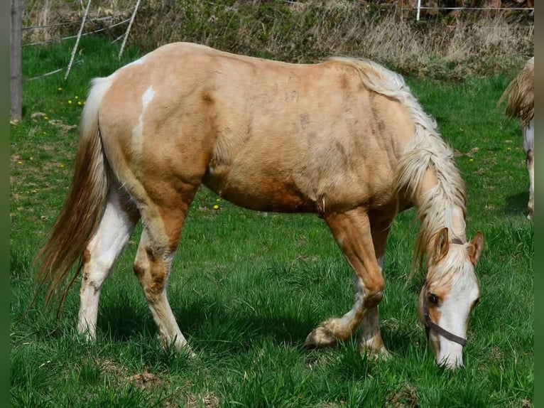 Paint Horse Stallion 2 years 15,1 hh Pinto in Buchbach