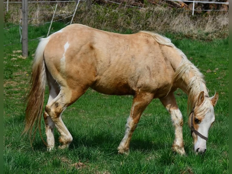 Paint Horse Stallion 2 years 15,1 hh Pinto in Buchbach