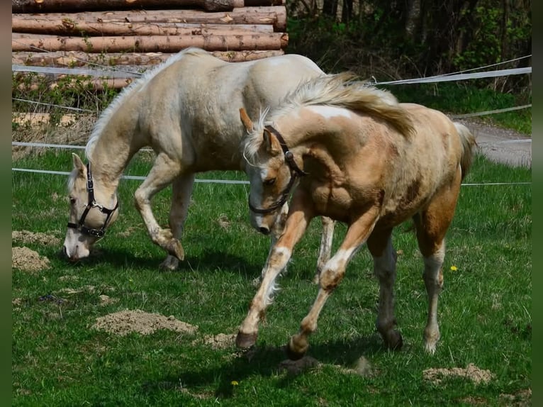 Paint Horse Stallion 2 years 15,1 hh Pinto in Buchbach