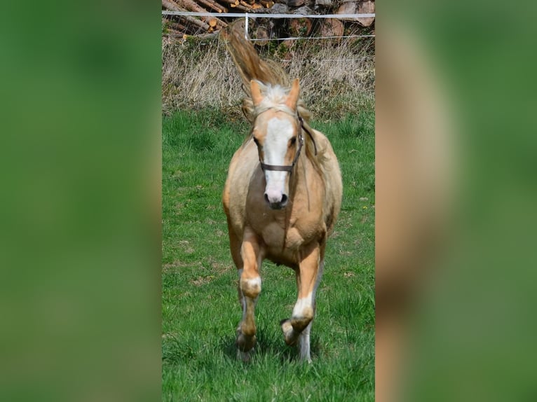 Paint Horse Stallion 2 years 15,1 hh Pinto in Buchbach