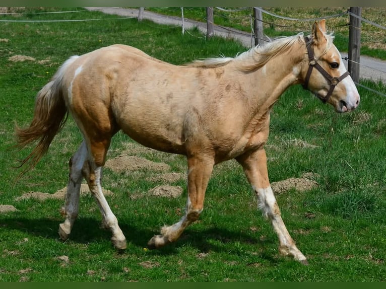 Paint Horse Stallion 2 years 15,1 hh Pinto in Buchbach