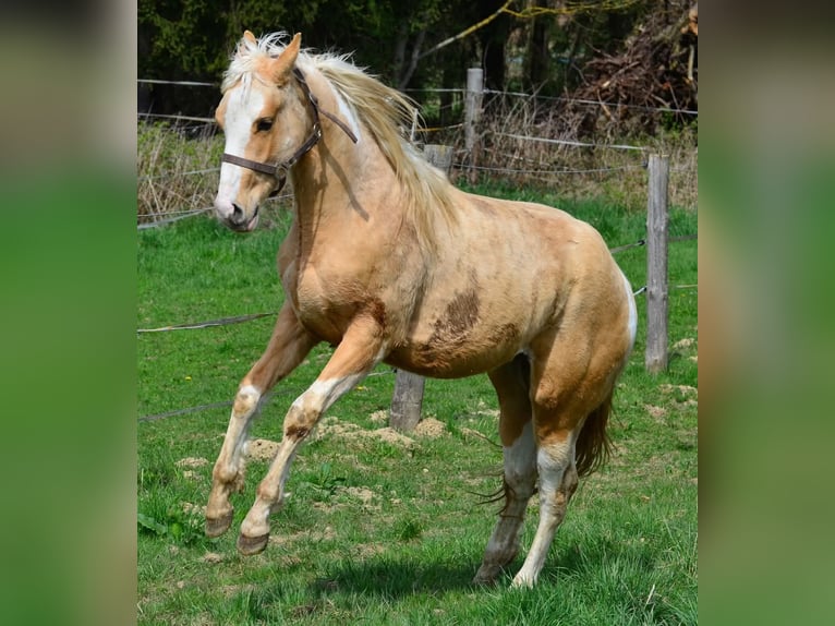 Paint Horse Stallion 2 years 15,1 hh Pinto in Buchbach