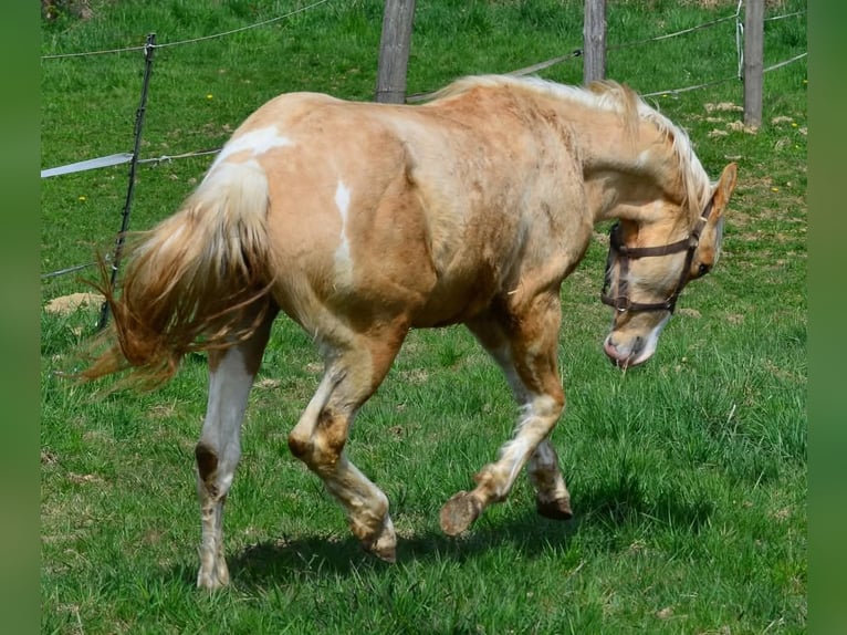 Paint Horse Stallion 2 years 15,1 hh Pinto in Buchbach