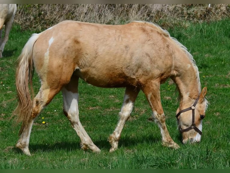 Paint Horse Stallion 2 years 15,1 hh Pinto in Buchbach