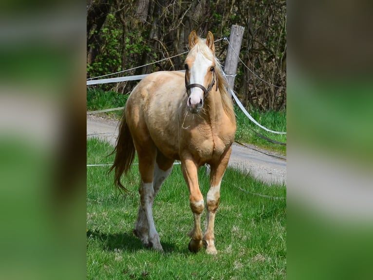 Paint Horse Stallion 2 years 15,1 hh Pinto in Buchbach