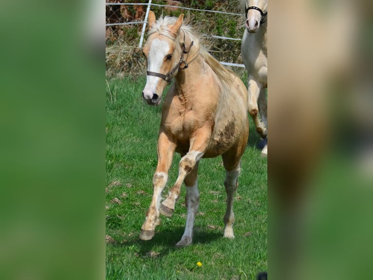 Paint Horse Stallion 2 years 15,1 hh Pinto in Buchbach