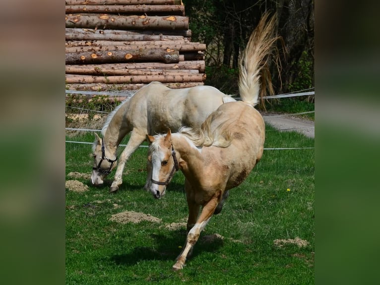 Paint Horse Stallion 2 years 15,1 hh Pinto in Buchbach