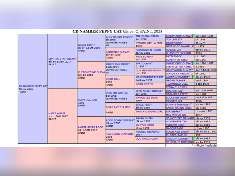 Paint Horse Stallion 2 years 15,2 hh Overo-all-colors in GABASTON