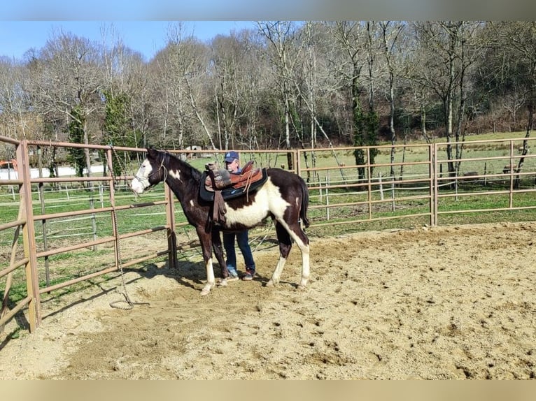 Paint Horse Stallion 2 years 15,2 hh Overo-all-colors in GABASTON