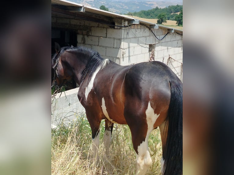 Paint Horse Mix Stallion 2 years 15,2 hh Pinto in Jelsi