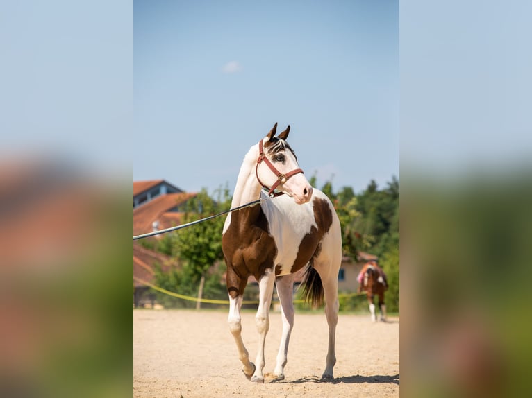 Paint Horse Stallion 2 years 16 hh Tobiano-all-colors in Montigny sur avre