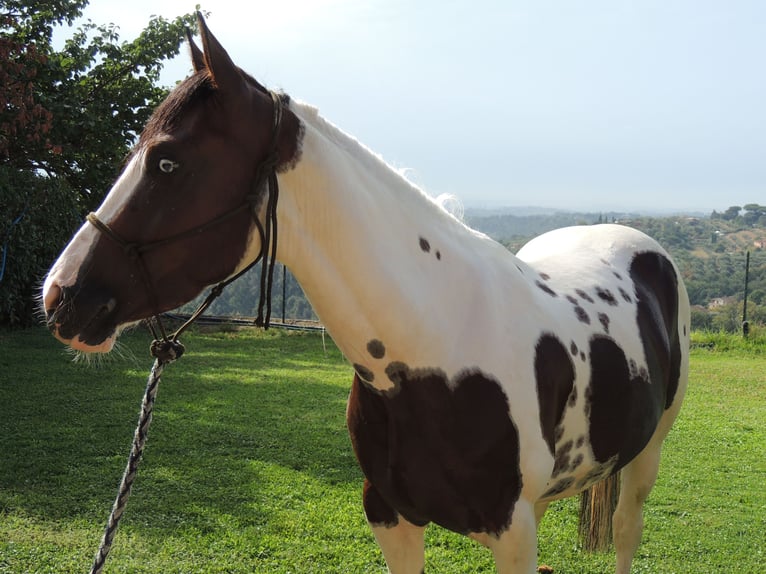 Paint Horse Stallion 2 years in Sacrofano