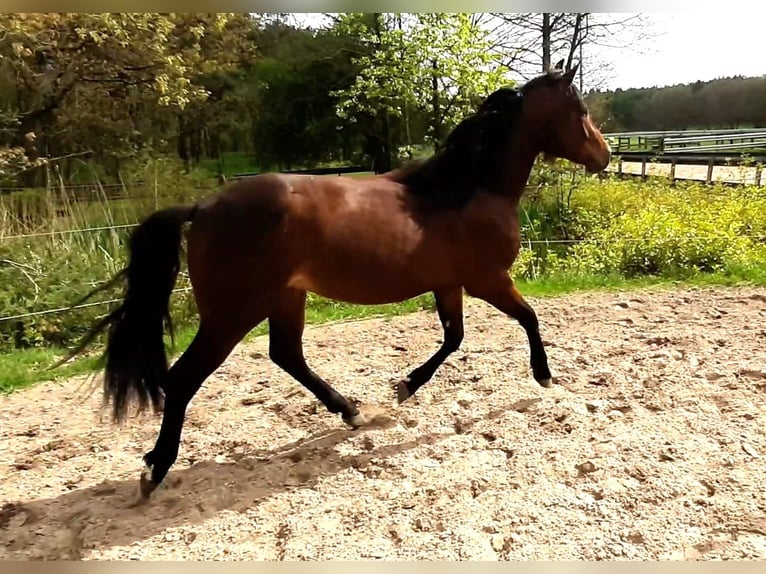 Paint Horse Stallion 2 years Brown in Wildeshausen