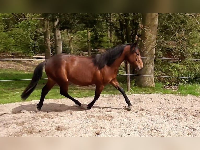 Paint Horse Stallion 2 years Brown in Wildeshausen