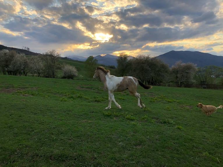 Paint Horse Stallion 2 years Champagne in Oravska poruba