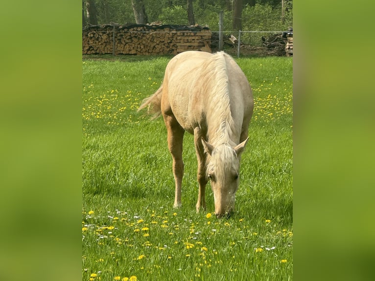 Paint Horse Stallion 2 years Palomino in Ossmannstedt