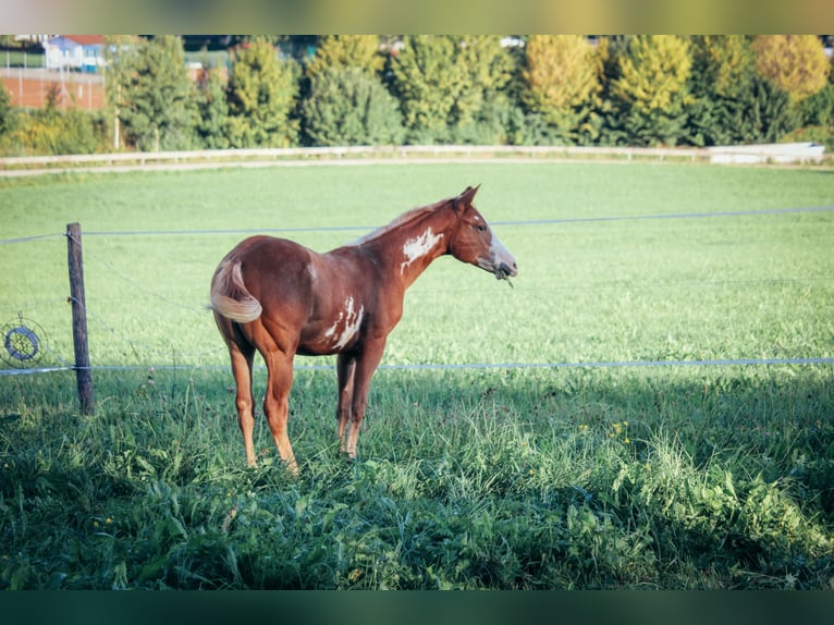 Paint Horse Stallion 2 years Tobiano-all-colors in Haldenwang