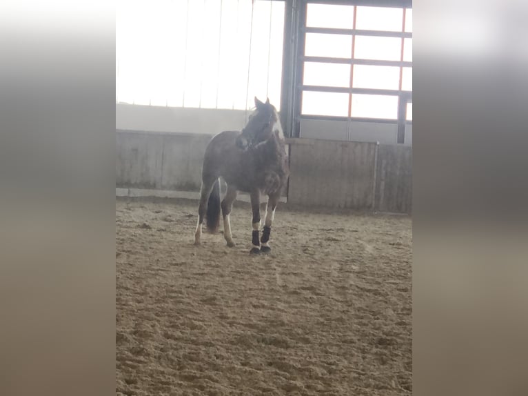 Paint Horse Mix Stallion 3 years 13,3 hh Roan-Bay in Altenfelden