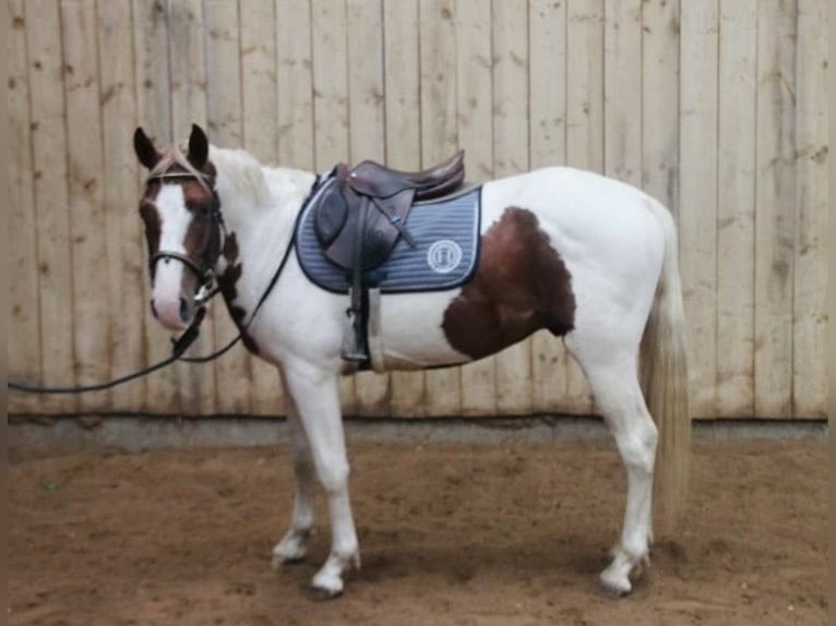 Paint Horse Stallion 3 years 14,1 hh Pinto in Châteauroux