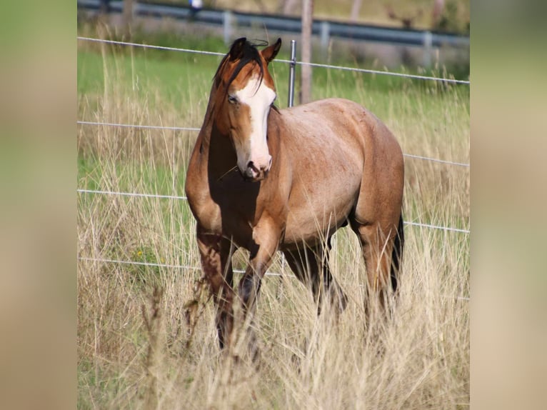 Paint Horse Stallion 3 years 14,1 hh Roan-Bay in Breitenbach