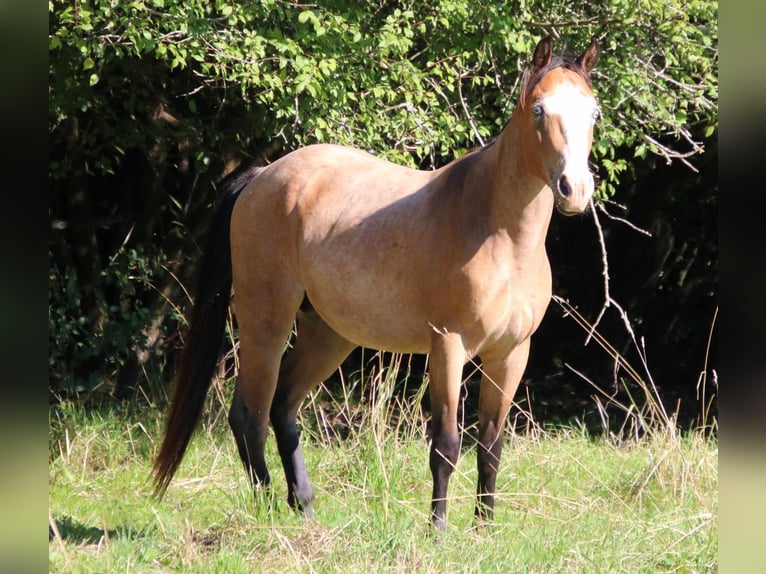 Paint Horse Stallion 3 years 14,1 hh Roan-Bay in Breitenbach