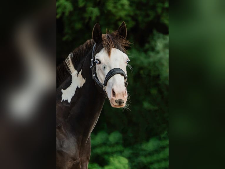 Paint Horse Stallion 3 years 14,3 hh Overo-all-colors in Toulon