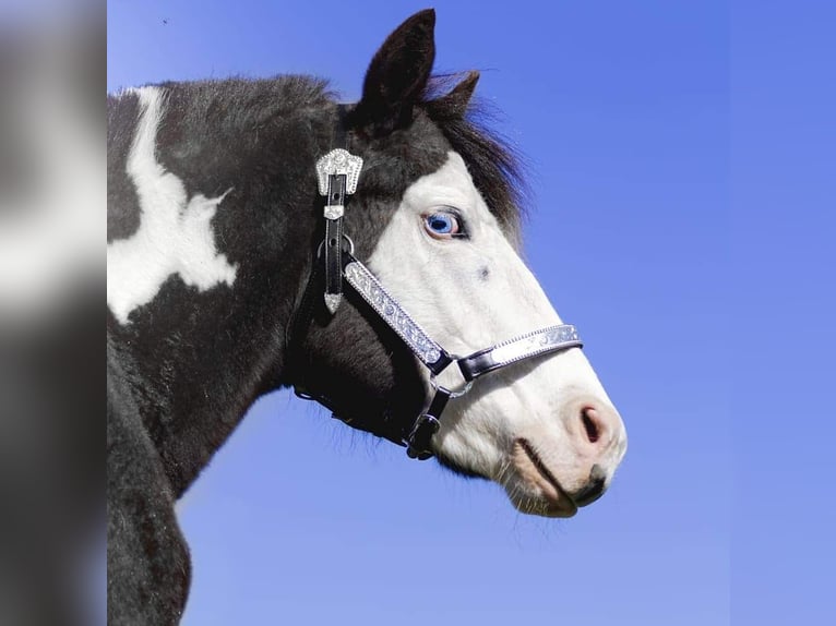 Paint Horse Stallion 3 years 14,3 hh Overo-all-colors in Toulon