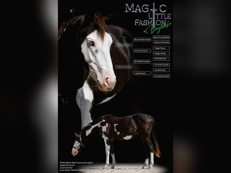 Paint Horse Stallion 3 years 14,3 hh Overo-all-colors in Toulon