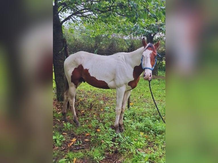 Paint Horse Stallion 3 years 15,2 hh Tovero-all-colors in Landgraaf