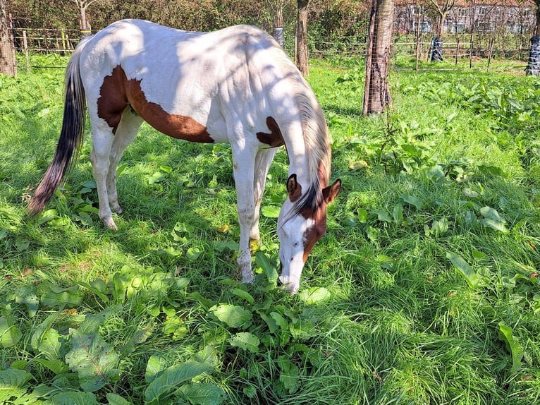 Paint Horse Stallion 3 years 15,2 hh Tovero-all-colors in Landgraaf