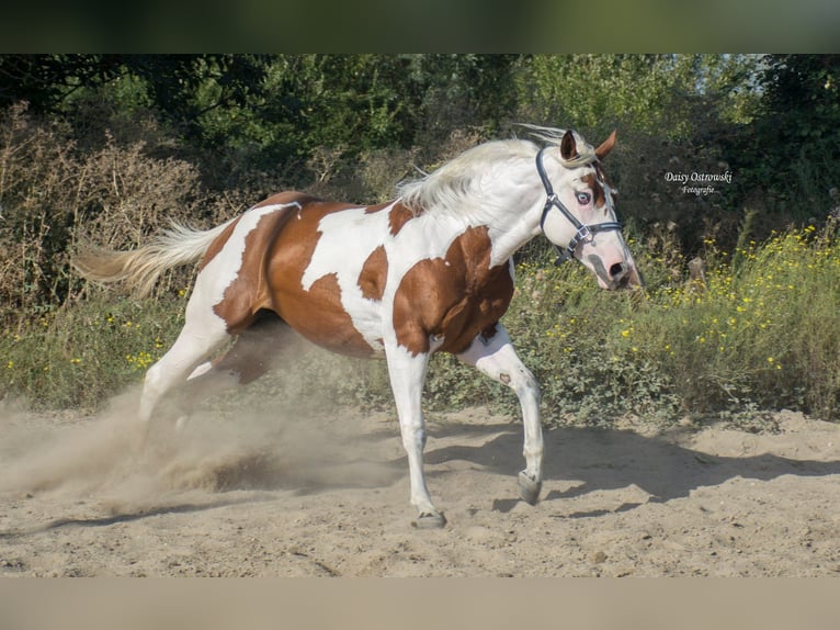 Paint Horse Stallion 3 years 15,2 hh Tovero-all-colors in Landgraaf