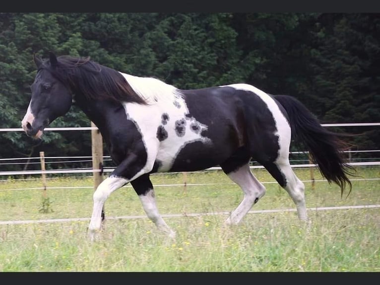 Paint Horse Stallion 3 years 15,2 hh Tovero-all-colors in Landgraaf