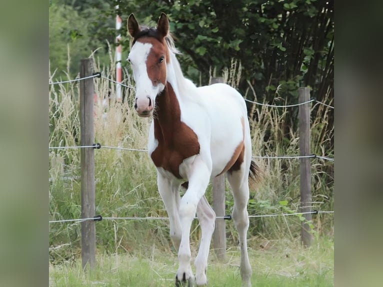 Paint Horse Stallion 3 years 15,2 hh Tovero-all-colors in Landgraaf