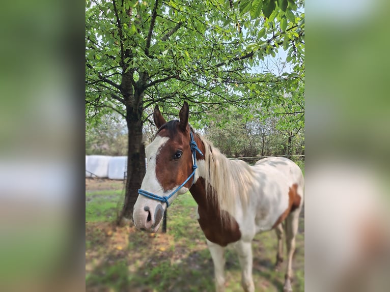 Paint Horse Stallion 3 years 15,2 hh Tovero-all-colors in Landgraaf