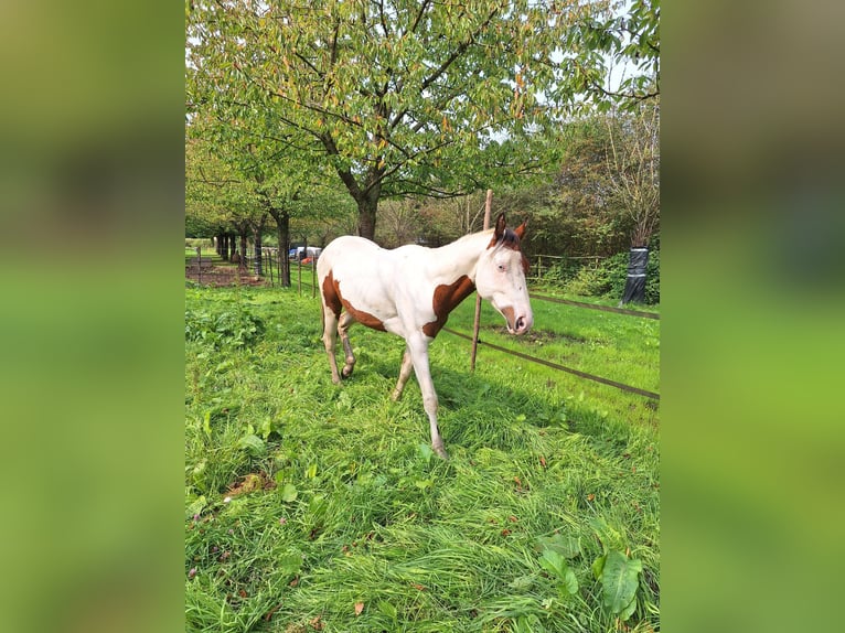 Paint Horse Stallion 3 years 15,2 hh Tovero-all-colors in Landgraaf