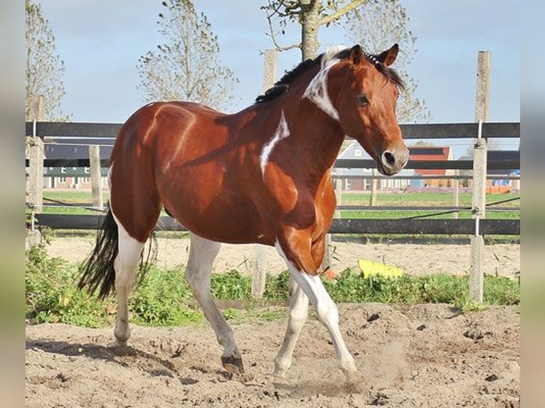 Paint Horse Stallion 3 years 15 hh Brown in Sand in Taufers