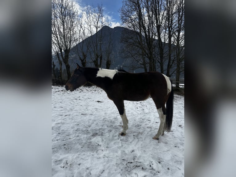 Paint Horse Stallion 3 years 15 hh Brown in Sand in Taufers