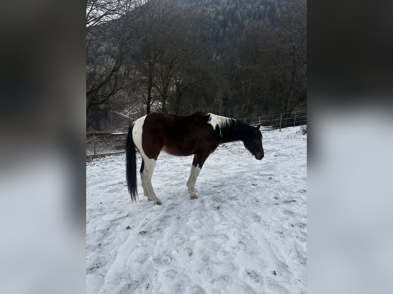 Paint Horse Stallion 3 years 15 hh Brown in Sand in Taufers