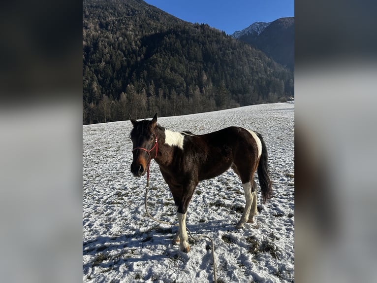 Paint Horse Stallion 3 years 15 hh Tobiano-all-colors in Lienz