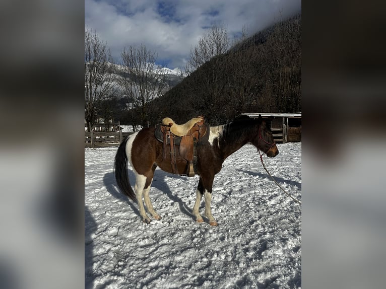 Paint Horse Stallion 3 years 15 hh Tobiano-all-colors in Lienz