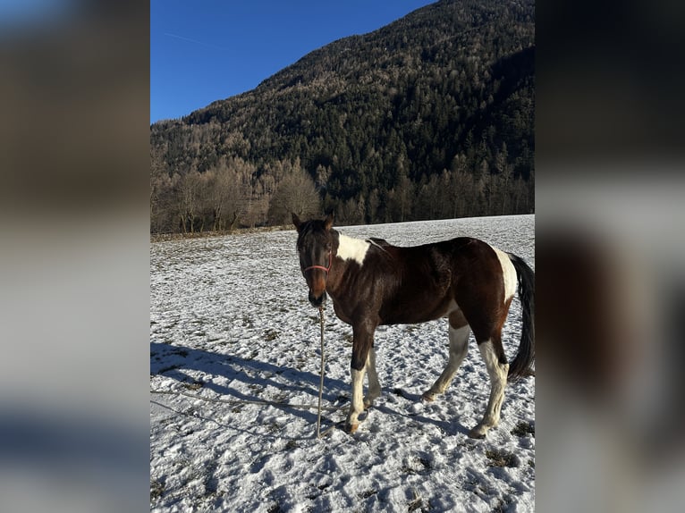 Paint Horse Stallion 3 years 15 hh Tobiano-all-colors in Lienz