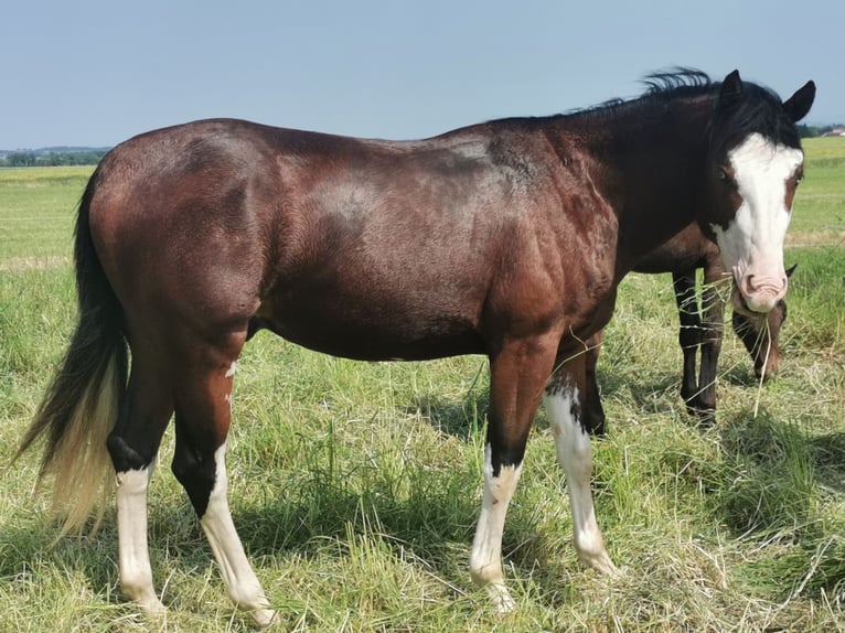 Paint Horse Stallion 3 years 16 hh Overo-all-colors in Ungenach