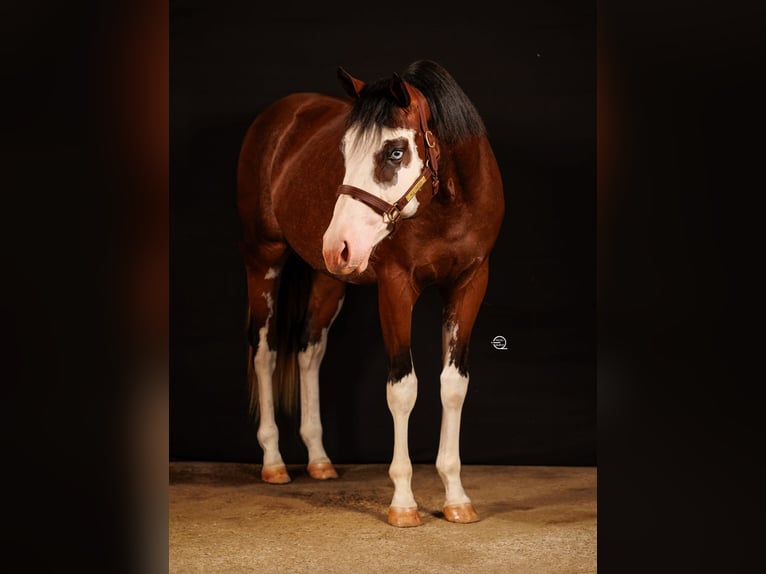 Paint Horse Stallion 3 years 16 hh Overo-all-colors in Ungenach