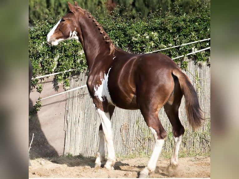 Paint Horse Stallion 3 years 16 hh Pinto in Madrid
