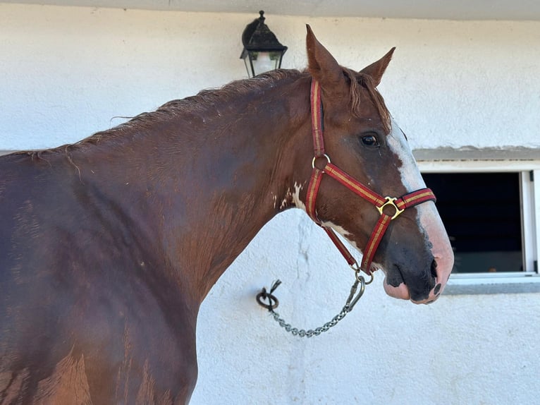 Paint Horse Stallion 3 years 16 hh Pinto in Madrid