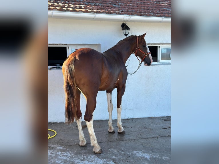 Paint Horse Stallion 3 years 16 hh Pinto in Madrid
