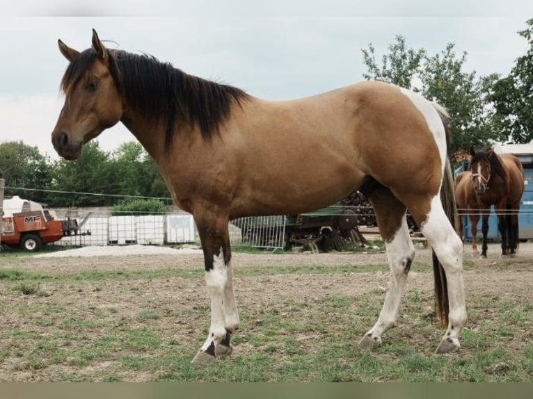 Paint Horse Stallion 3 years in Schattendorf