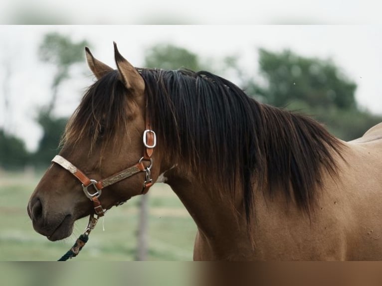 Paint Horse Stallion 3 years in Schattendorf