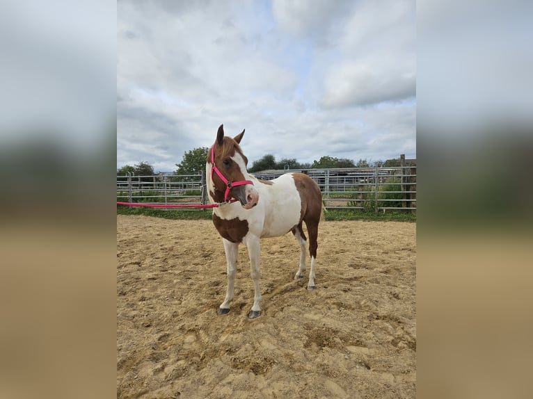 Paint Horse Stallion 4 years 14,1 hh Overo-all-colors in Schifflange